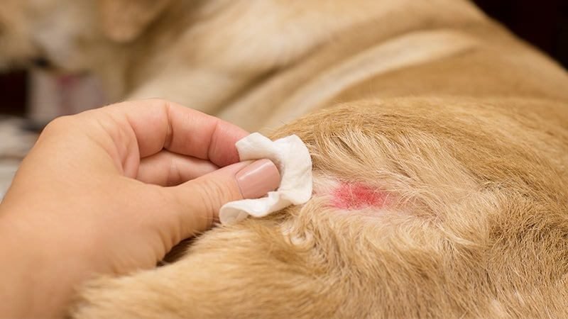 clean dog wound 