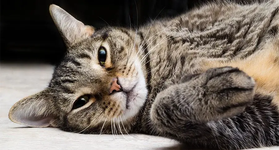 Common Health Issues in Tabby Cats