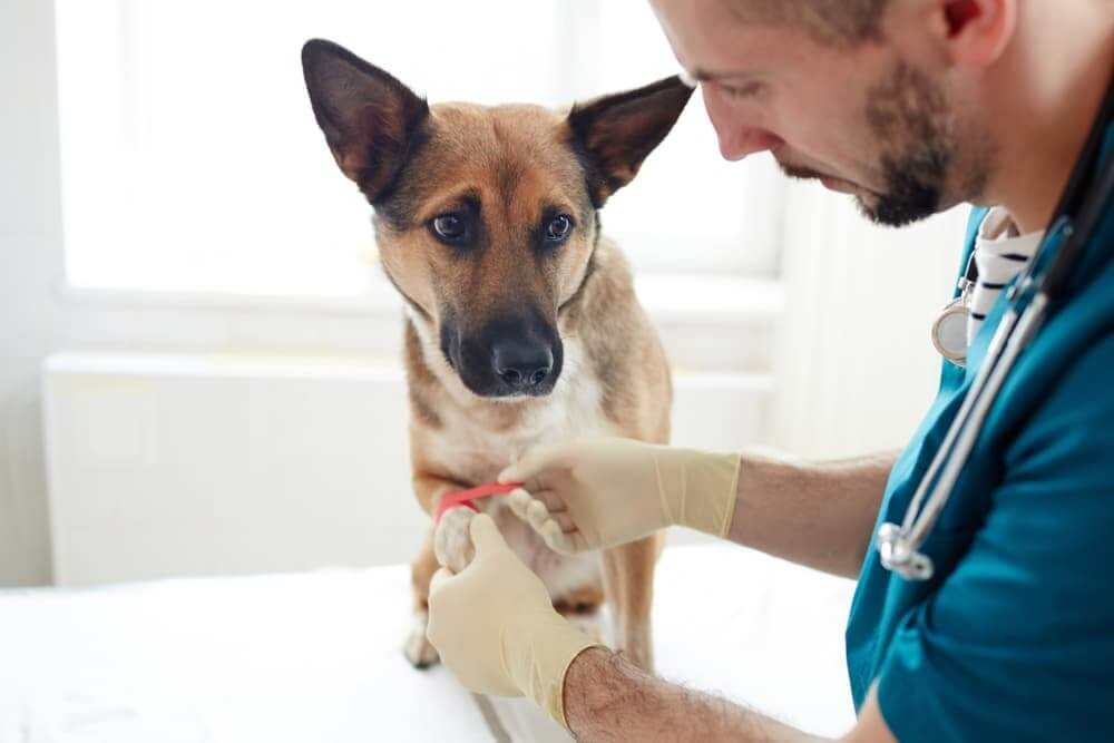 consult with a veterinarian for professional guidance