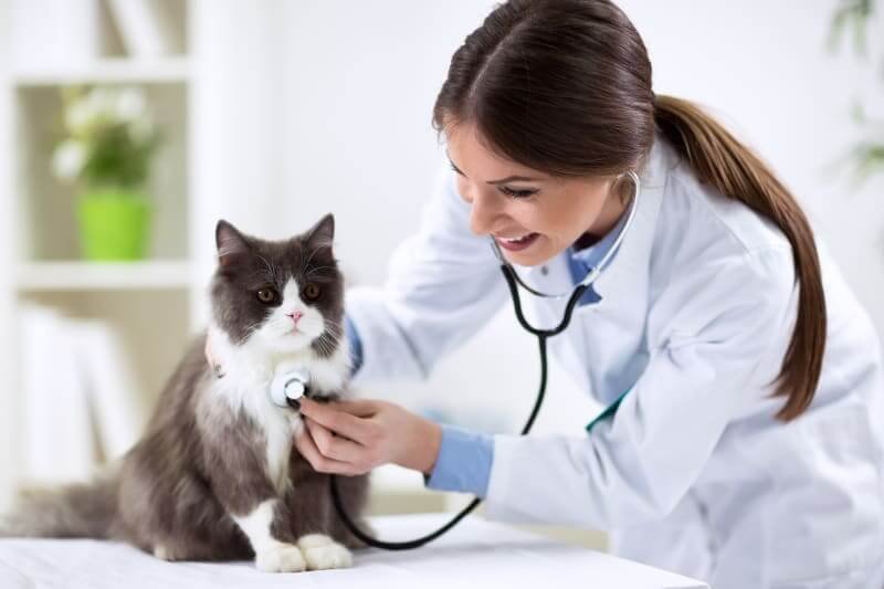 Consult with the Veterinarian