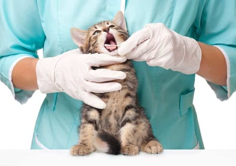 dental care for cat with no teeth
