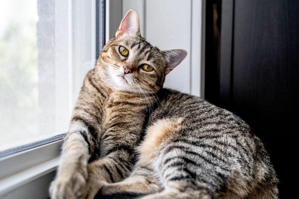 Different Tabby Cat Breeds