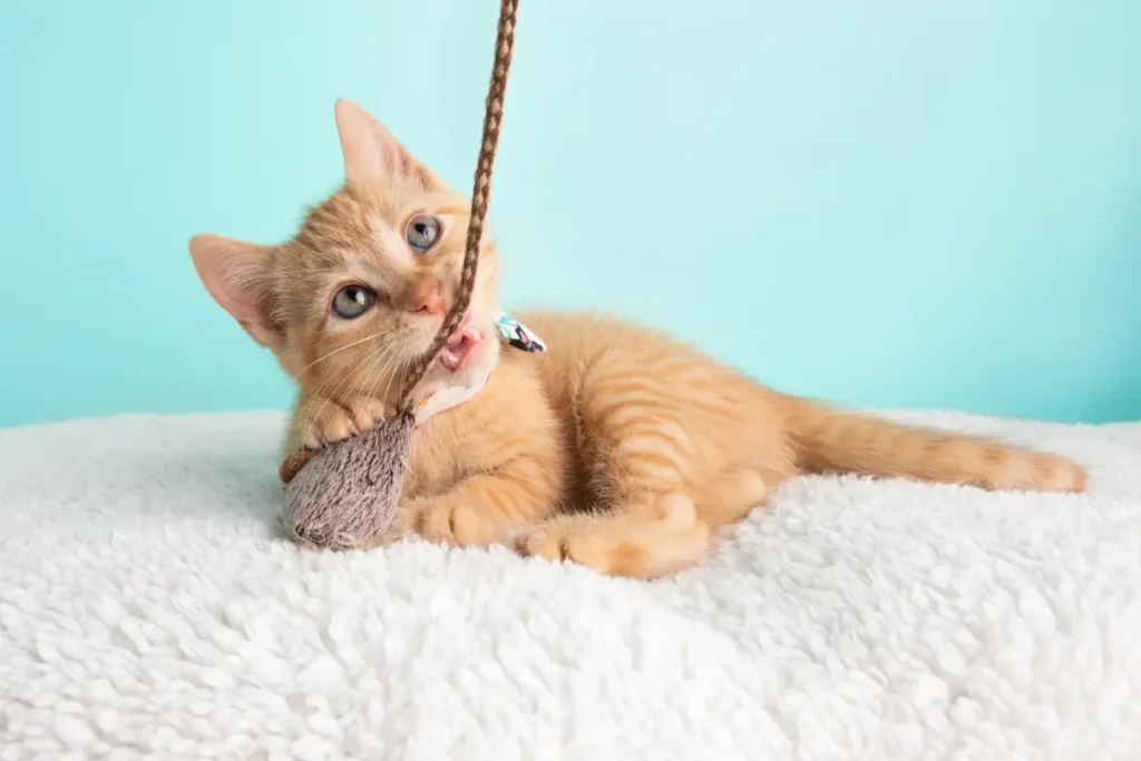 DIY cat toys for entertainment