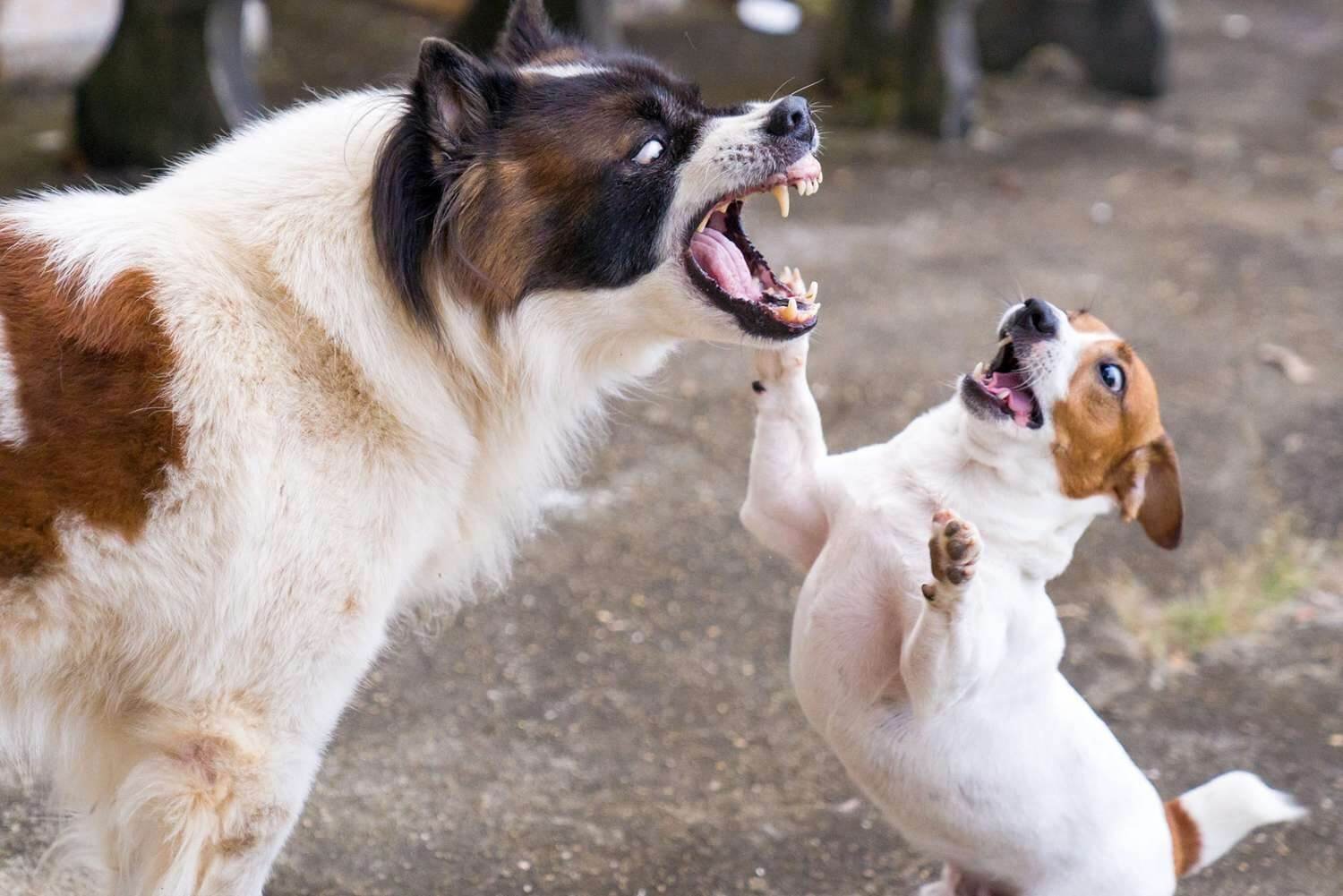 dog fights with other animals may lead to bite wounds.