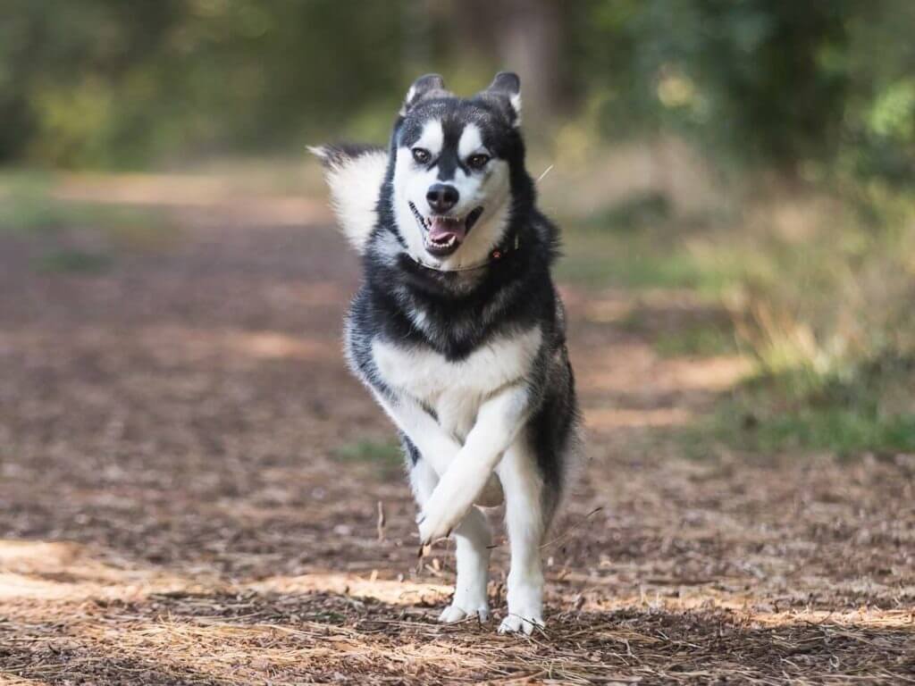 exercise space for a Husky Dog