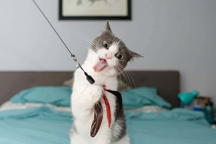 Factors to consider when choosing cat toys