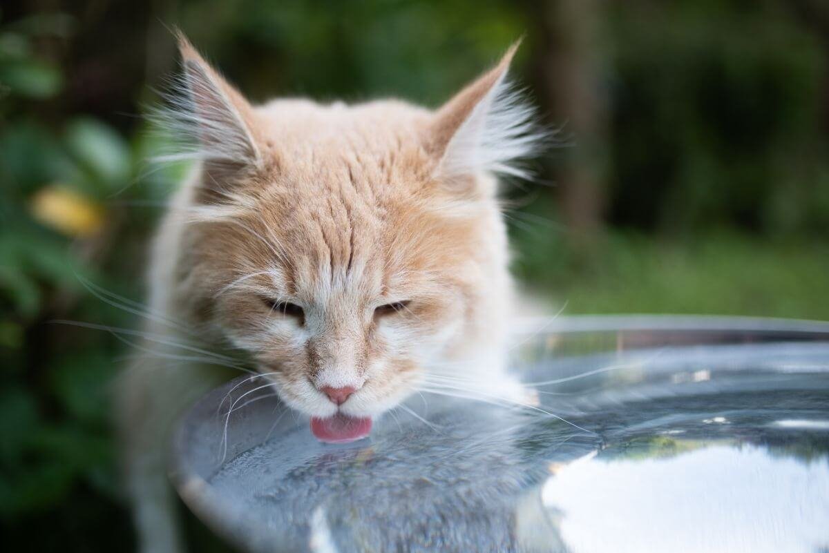 fresh water is available for Maine Coon cats