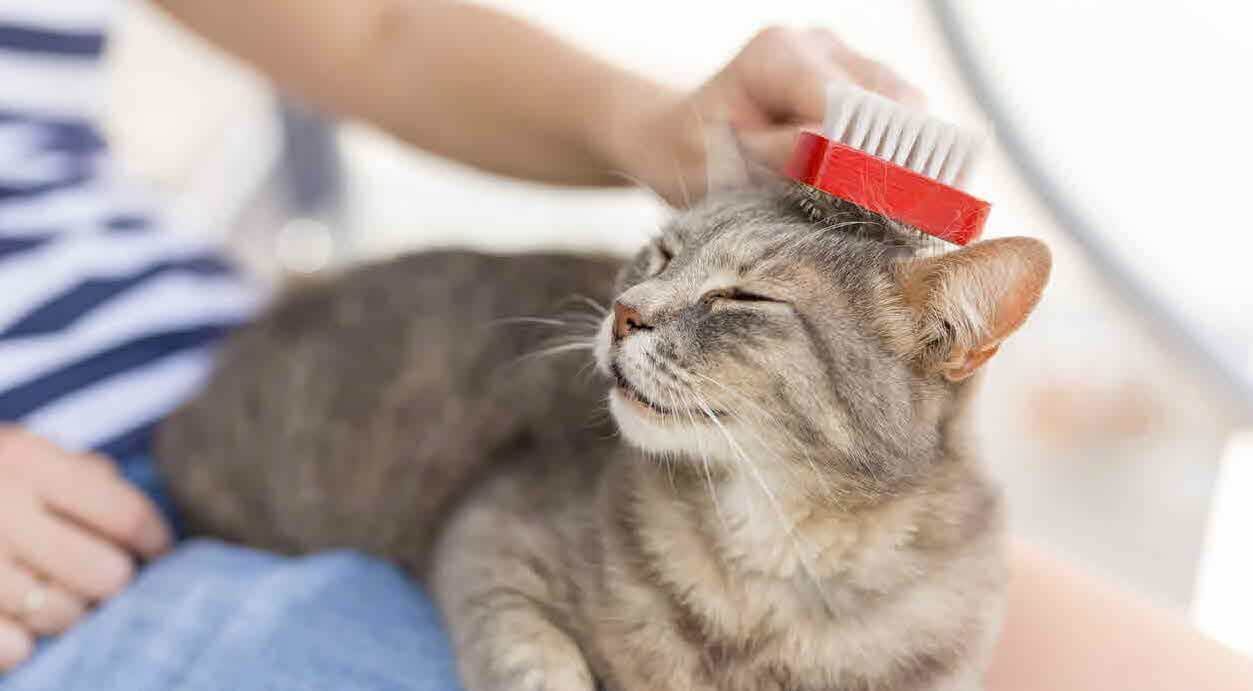 Grooming and Hygiene