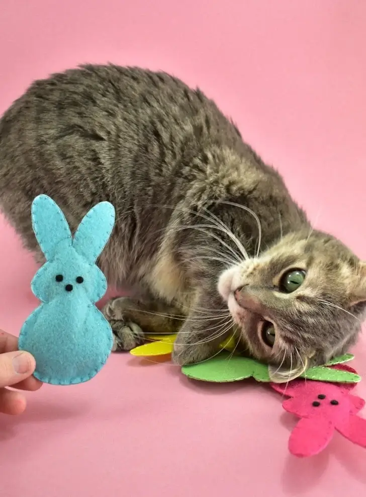 How cat toys without catnip can still provide stimulation and entertainment for cats