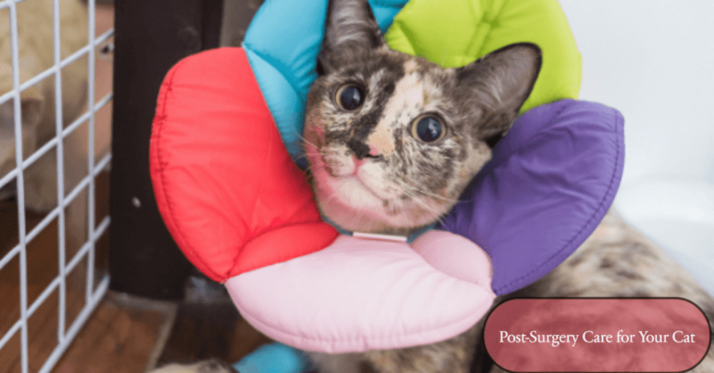 How to Care for Your Cat After Surgery