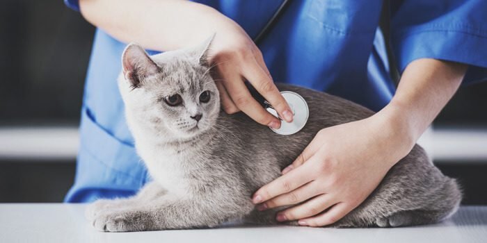 Identifying a reliable veterinarian