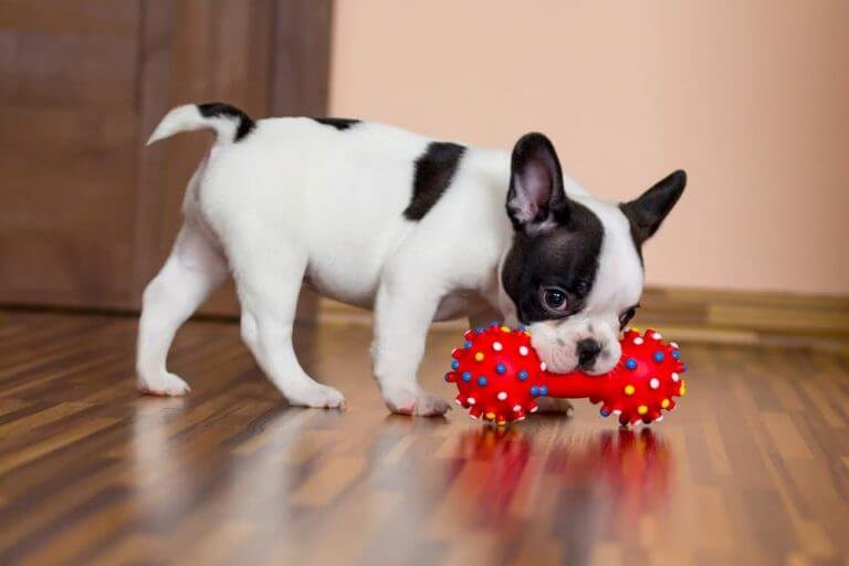 Impact of squeaker toys on dogs