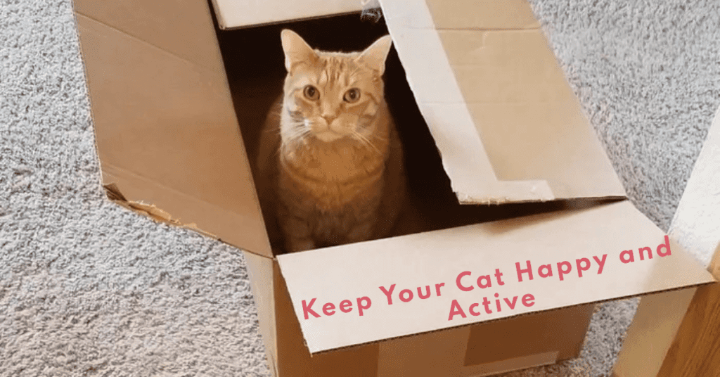 Importance of keeping your cat entertained