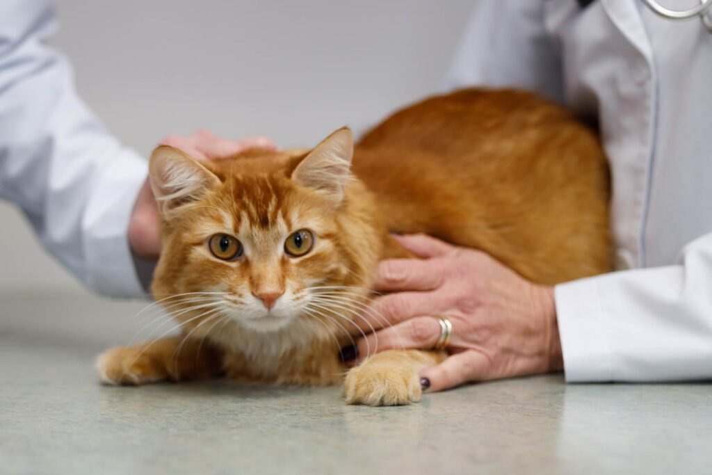 Monitoring the cat's health and behavior
