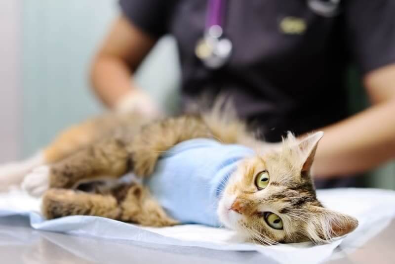 Monitoring Your Cat's Incision