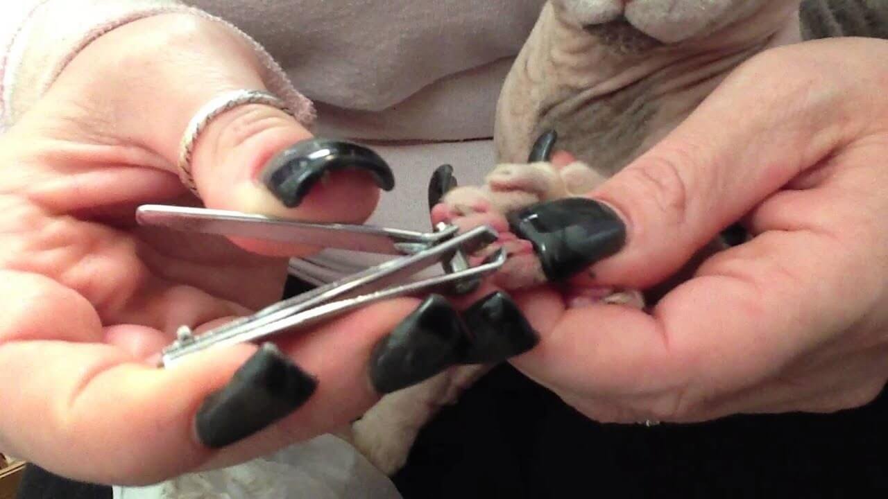 Nail trimming