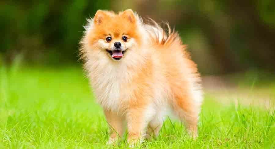 provide Pomeranian Dog regular exercise