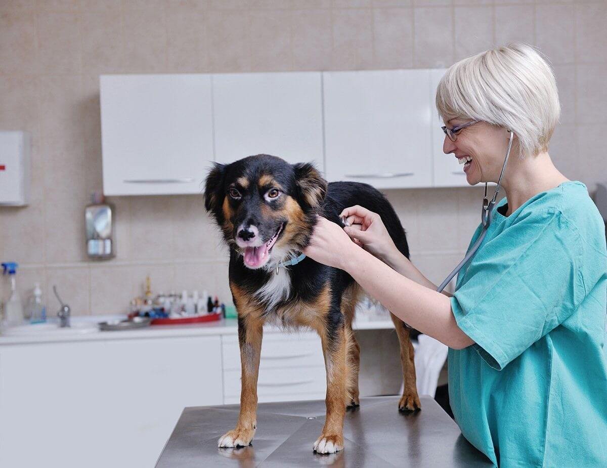seek a vet's advice for a malnourished dog