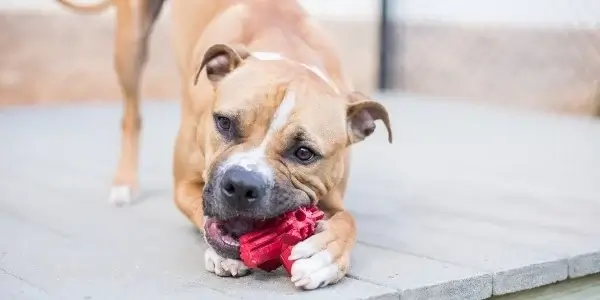 The dangers of hard chew toys and the importance of tooth-friendly materials