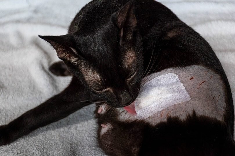 the significance of taking preventative actions to avoid cat wound infections