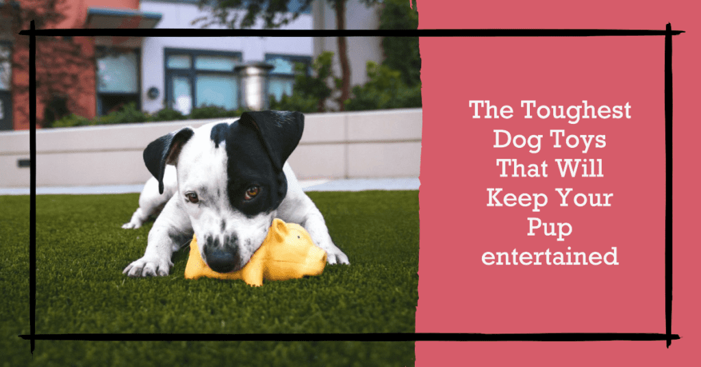 The Toughest Dog Toys That Will Keep Your Pup entertained