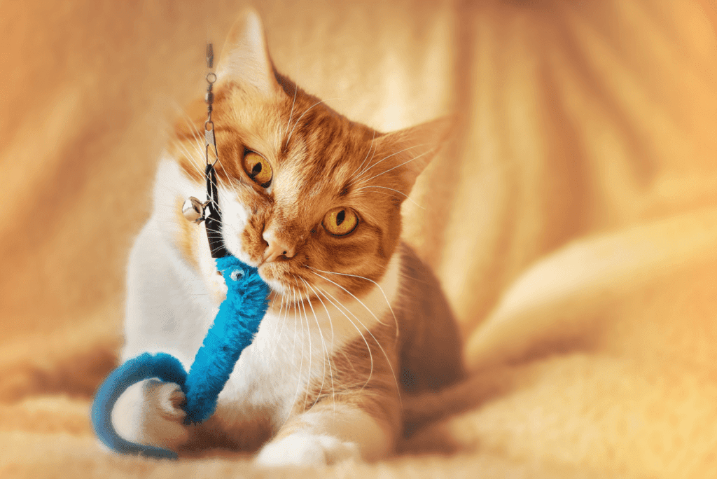 Tips for engaging your cat with the toys