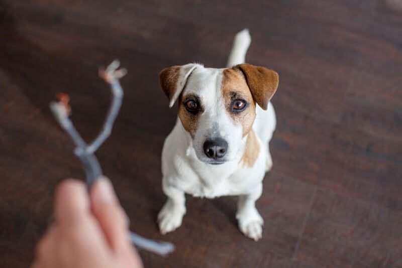 Train your dog to chew on designated items