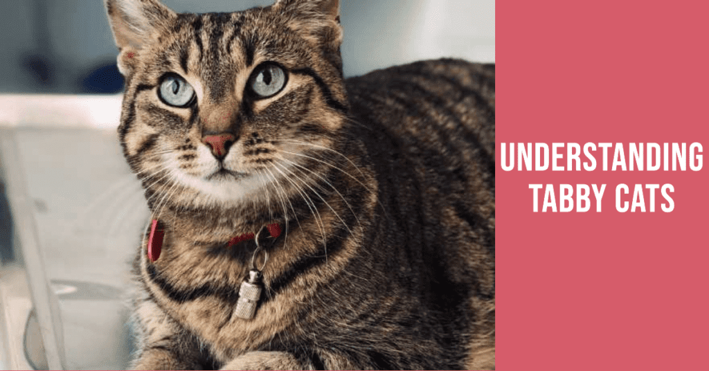Understanding Tabby Cats