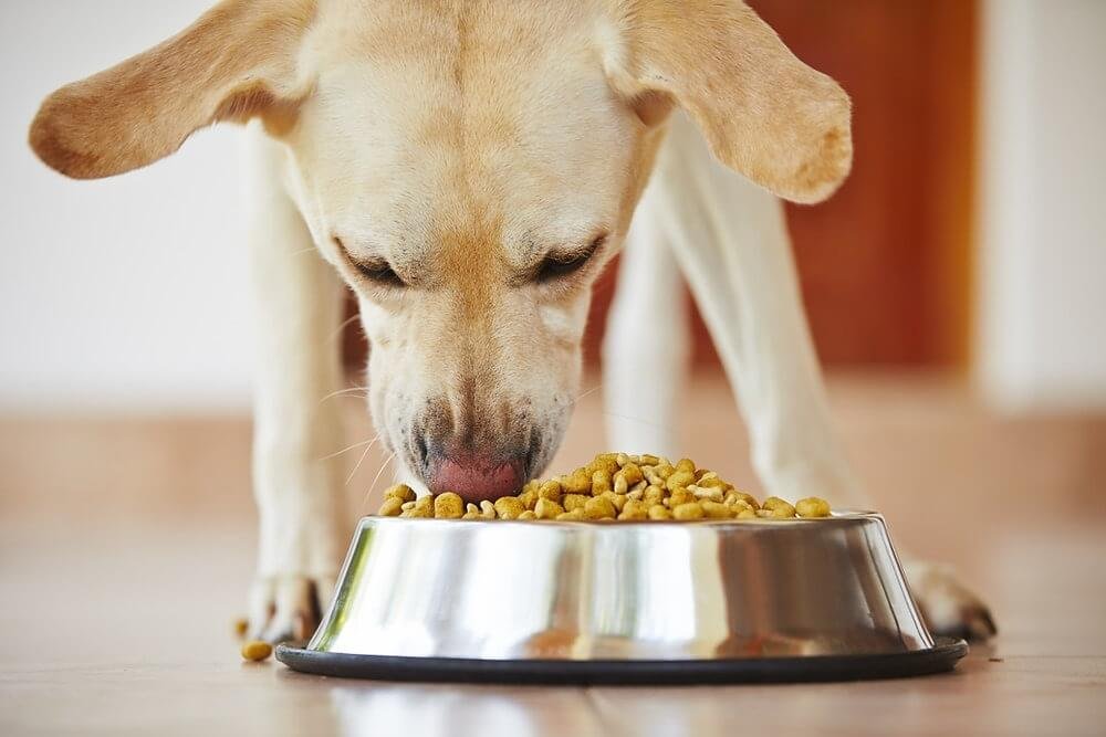 various dietary for a malnourished dog