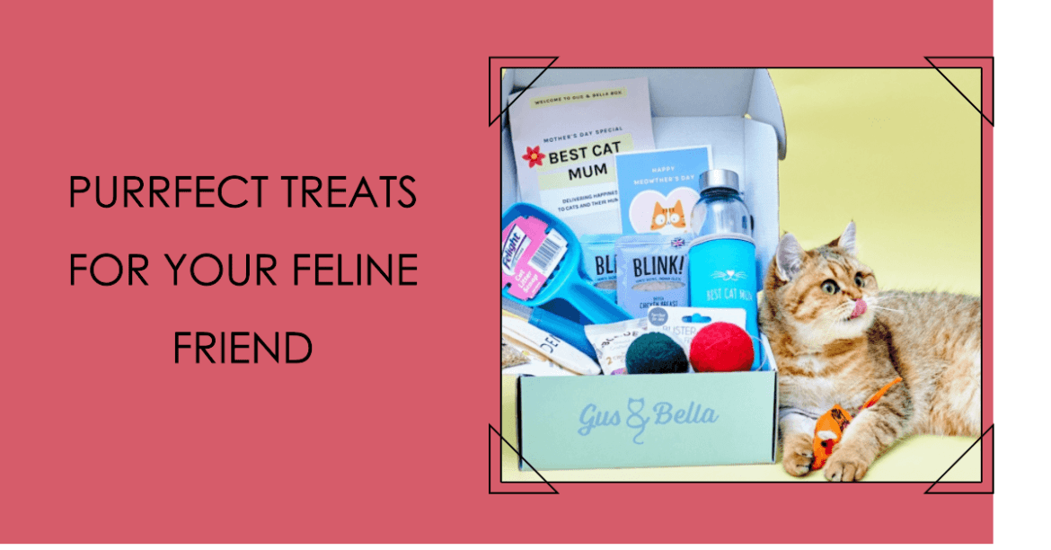 Discover the Best Cat Subscription Box for Happy Feline Pals BEACONPET