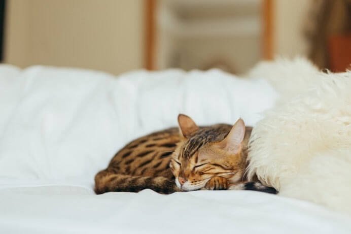 Address the potential territorial or protective reasons for cats choosing to sleep on the floor next to beds