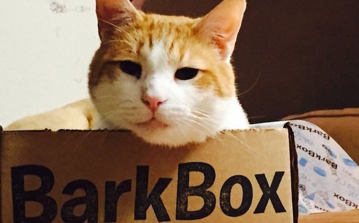 Benefits of BarkBox for Cats
