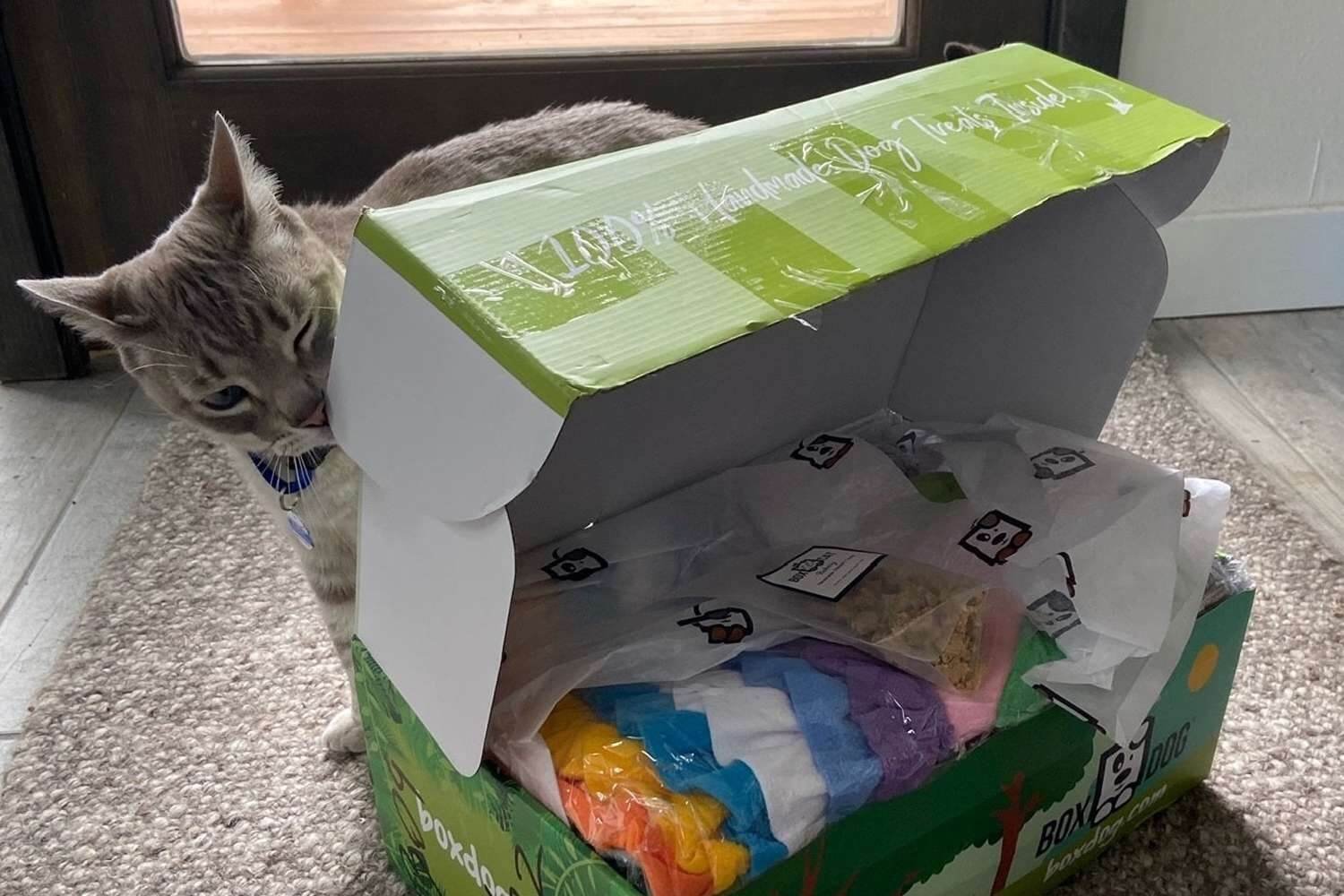 Benefits of Using Cat Subscription Boxes