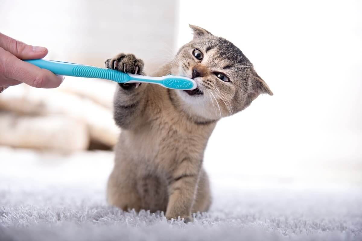 Brushing your cat's teeth can be tricky, but it's essential for their health