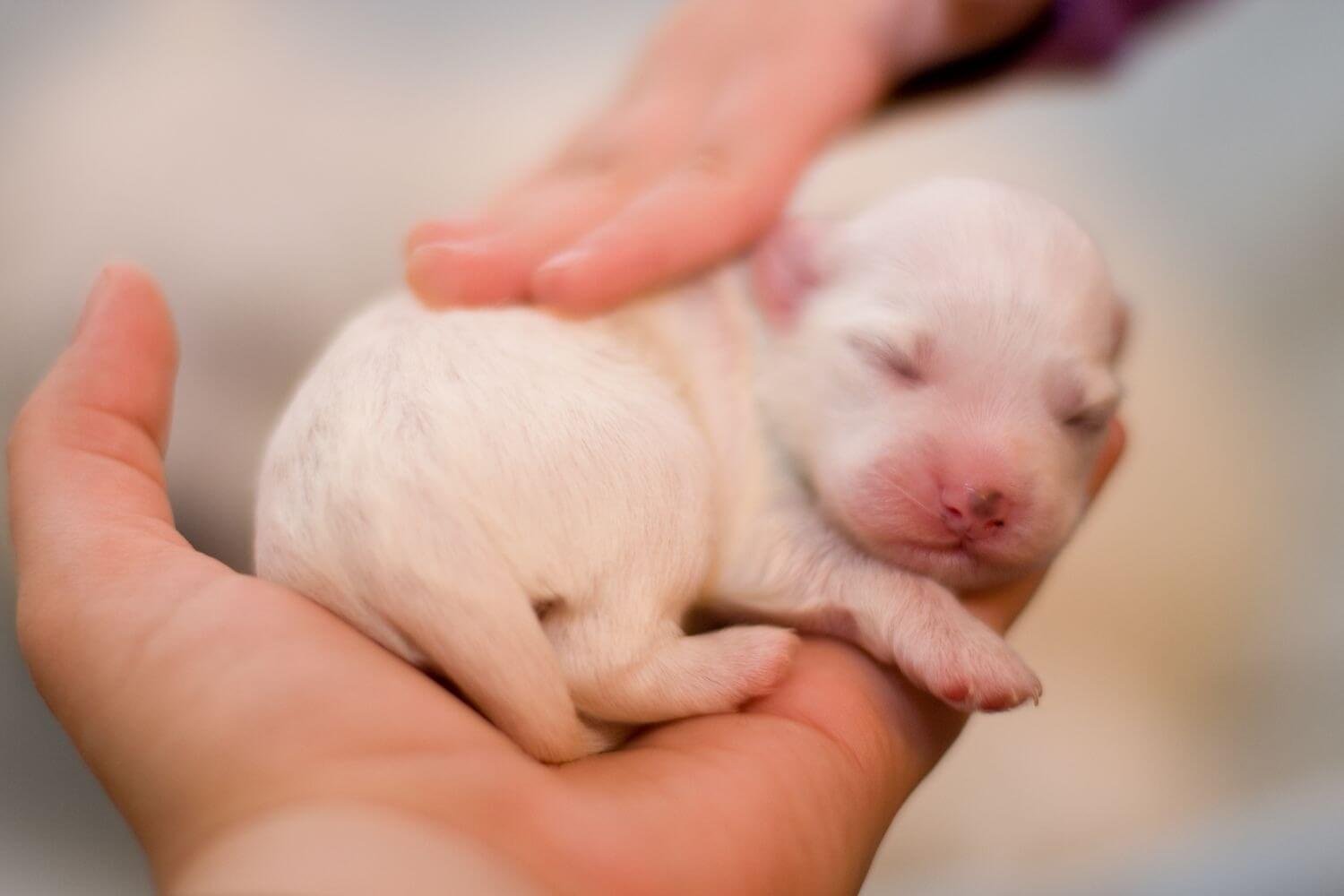 Caring for the newborn puppies