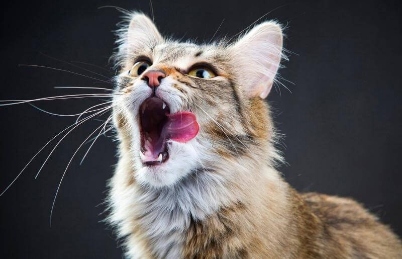 Cats can suffer from bad breath