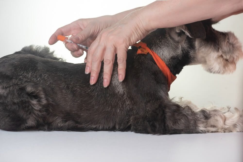 Checking blood sugar at dogs with diabetes