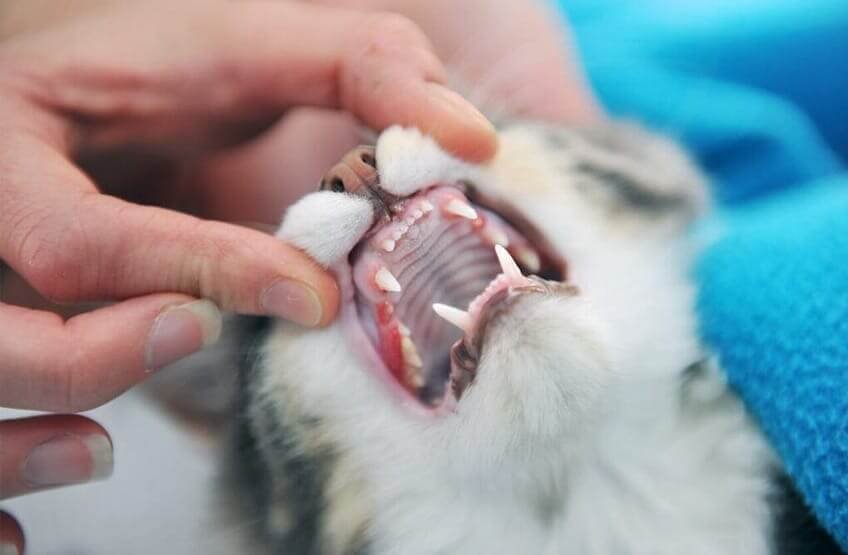 Checking for dental problems of kitten
