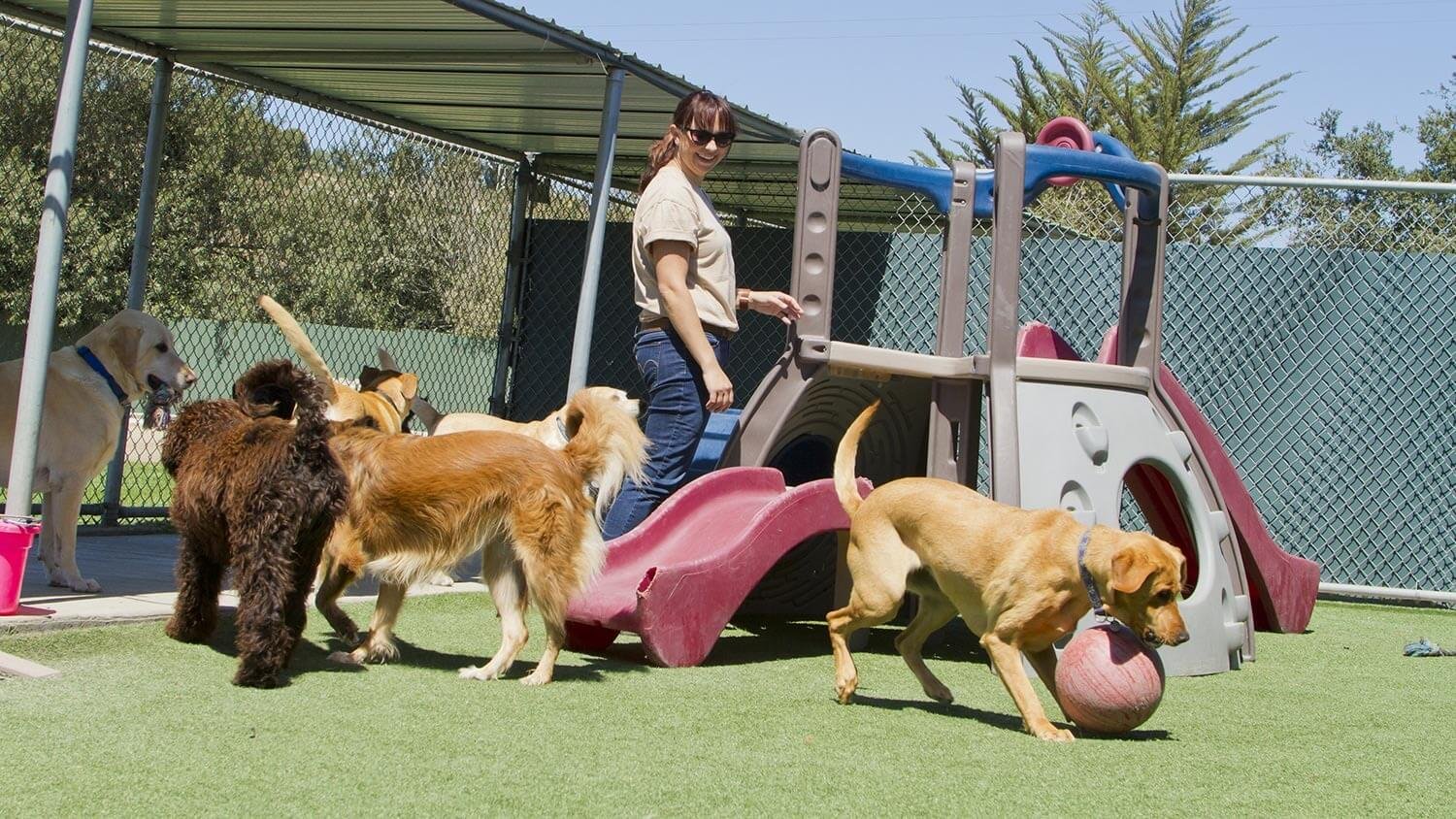 Choosing the Right Dog Daycare
