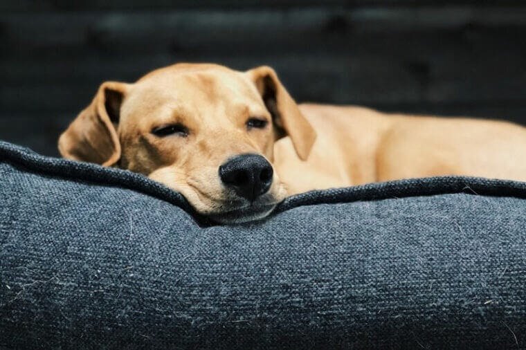 Cleaning a dog bed with urine on it can be a challenge