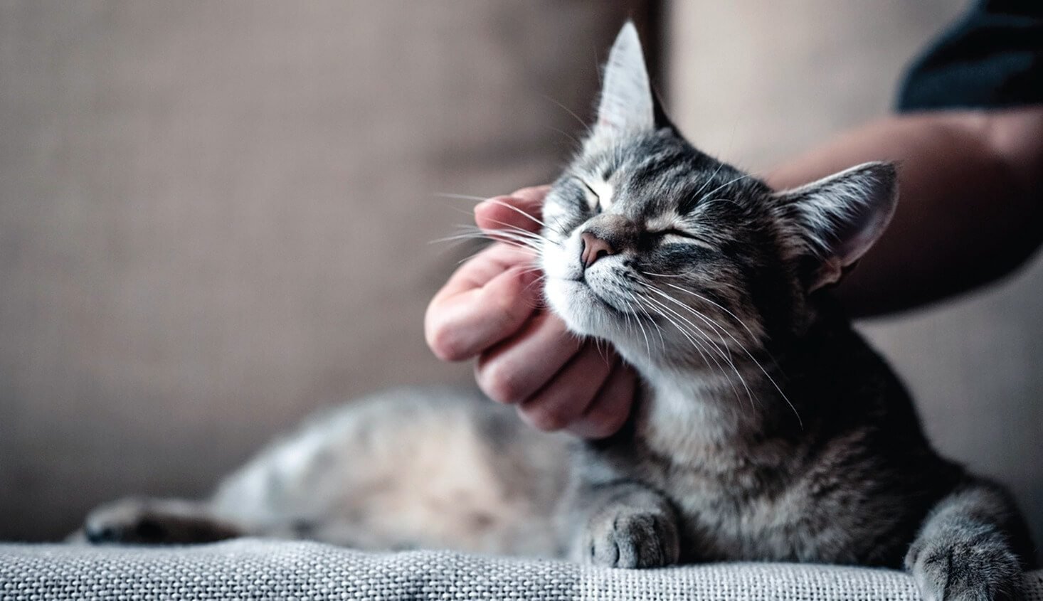 Communication and emotional support can be very useful for cat owners caring a kitty with lymphoma