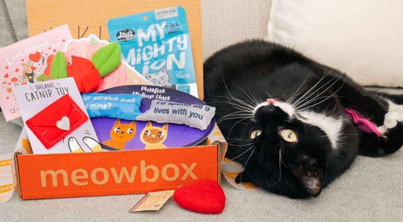 Comparison of Cat Subscription Boxes