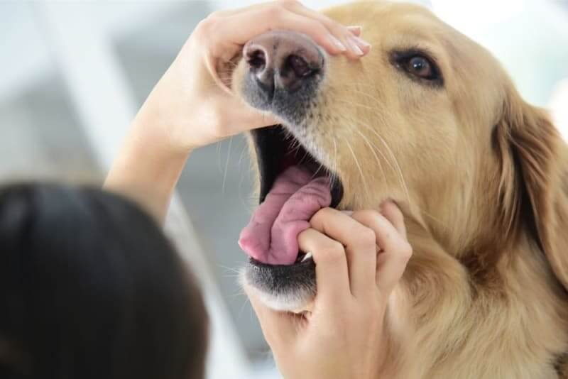 Consulting a vet is essential when prepping for a tooth extraction for your furry friend