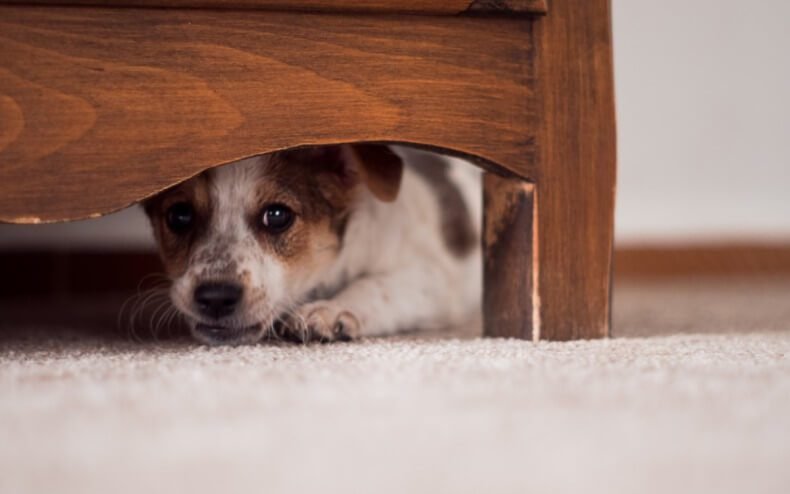 Dogs Play Hide and Seek 