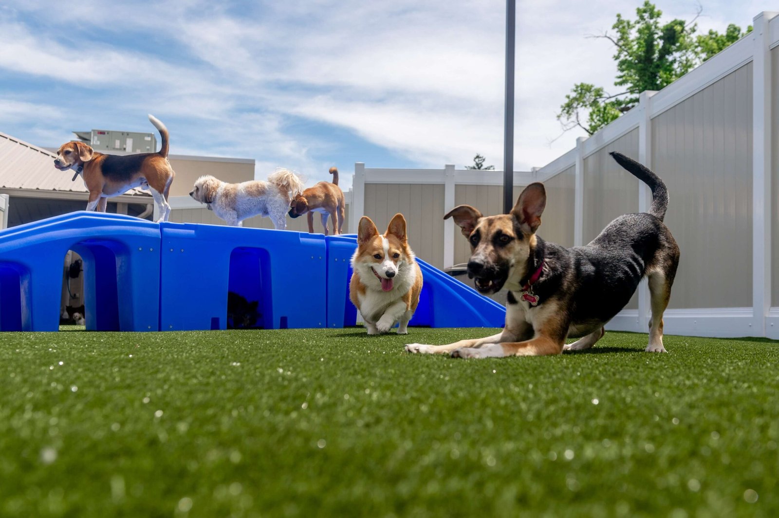 Duration of stay affects dog day care prices
