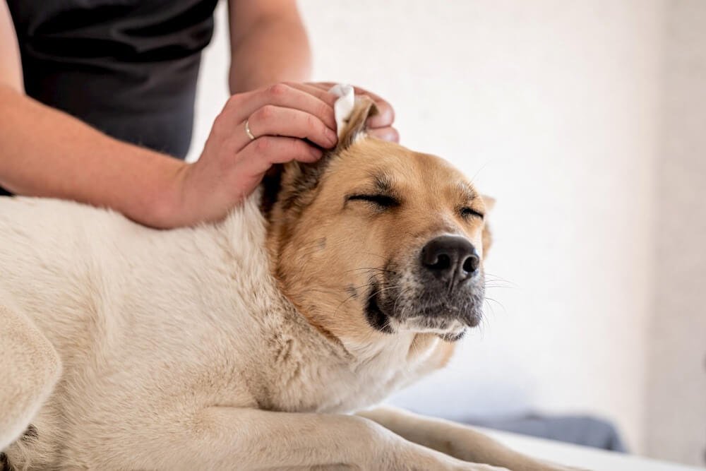 Ear Cleaning for dog