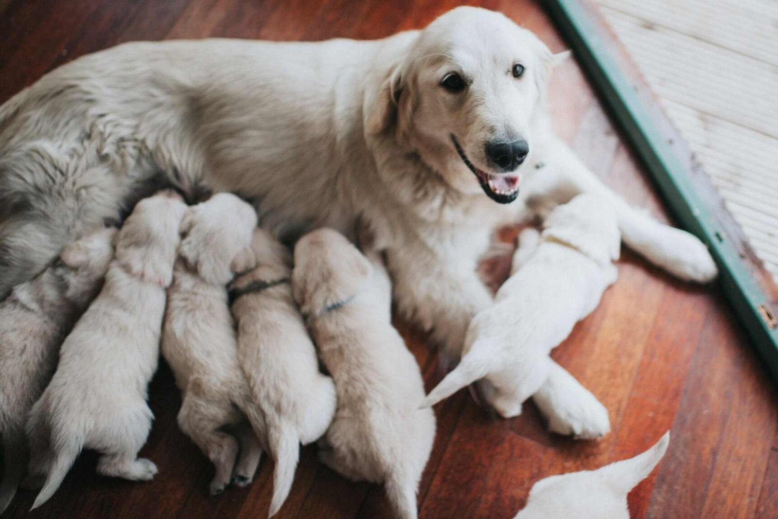 Education on the birthing process of dogs