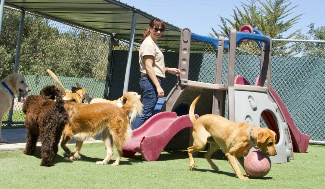Exercise is also important for a dog daycare