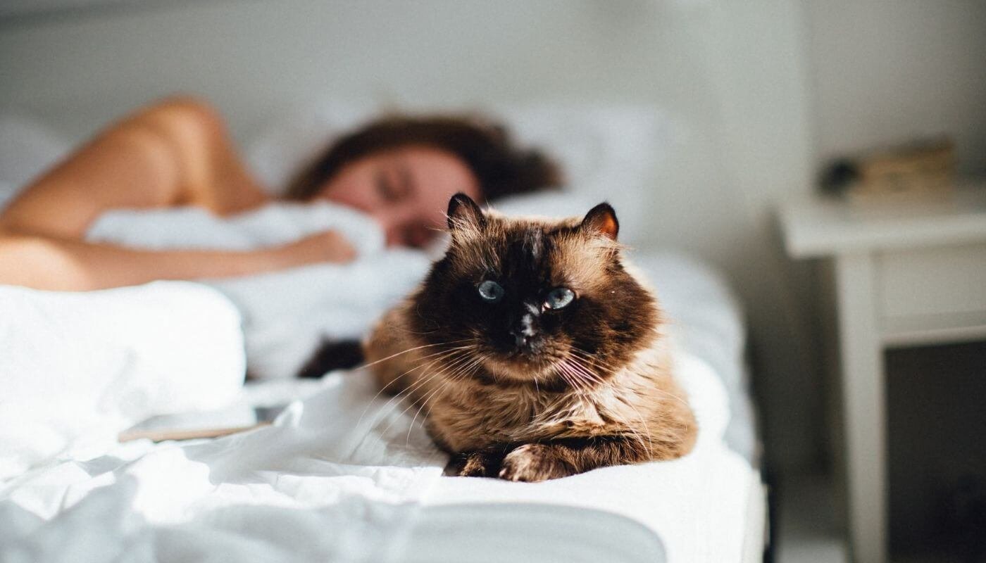 Explain the significance of cats choosing to sleep near their owners' beds
