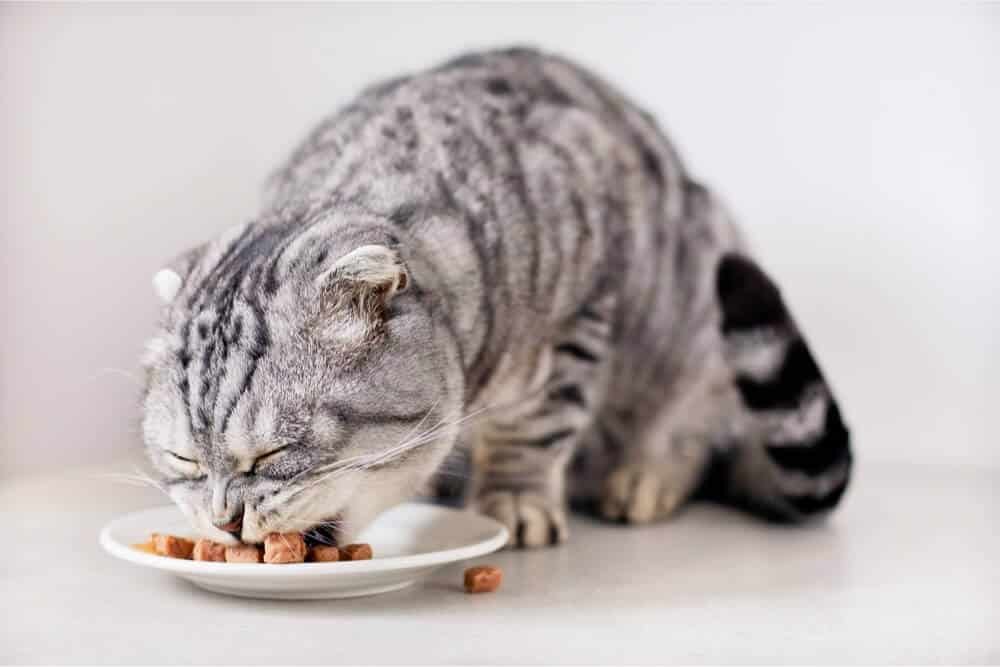 Feeding a fiber-rich diet for cats with Manx Syndrome